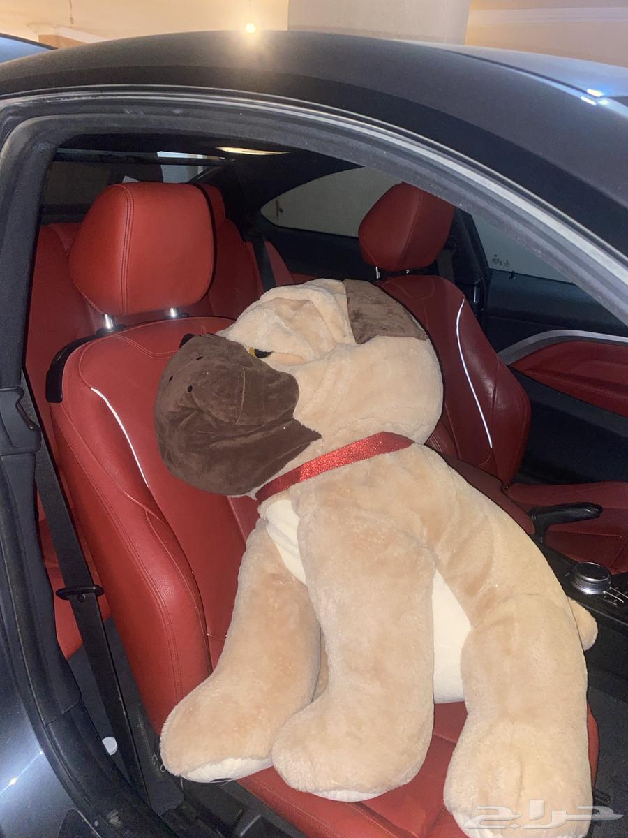 كلب للبيع من البولي فارد64439334219265111