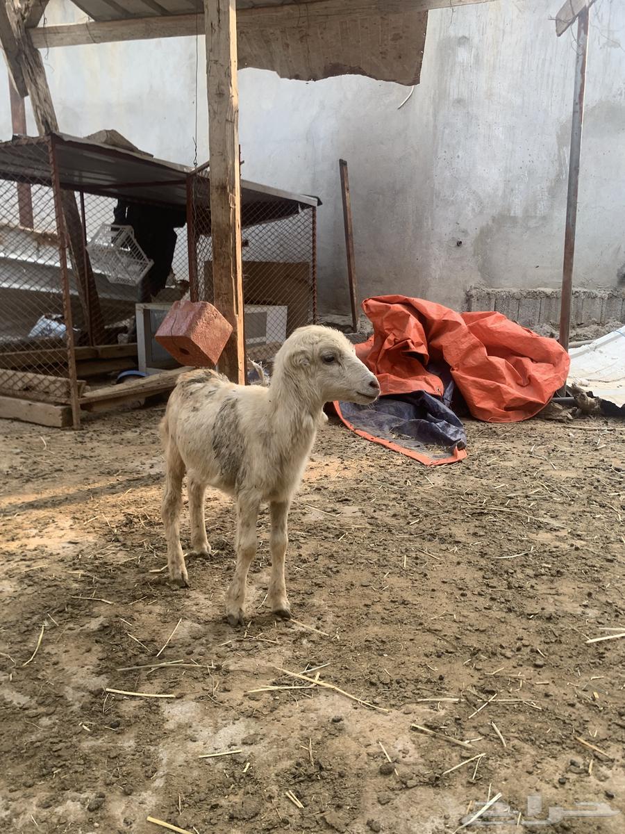 ثنتين رخيل64433726554883111