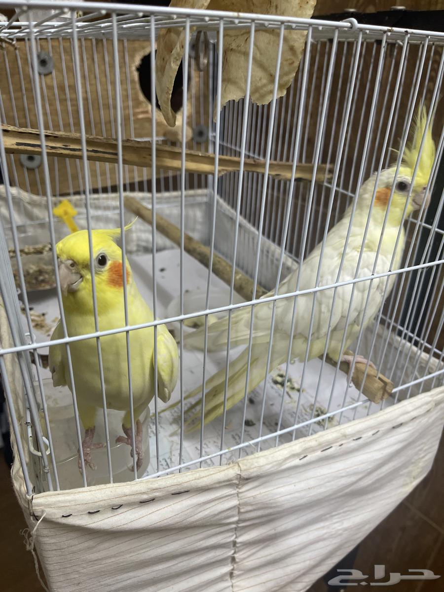 كروان للبيع64430531839874110