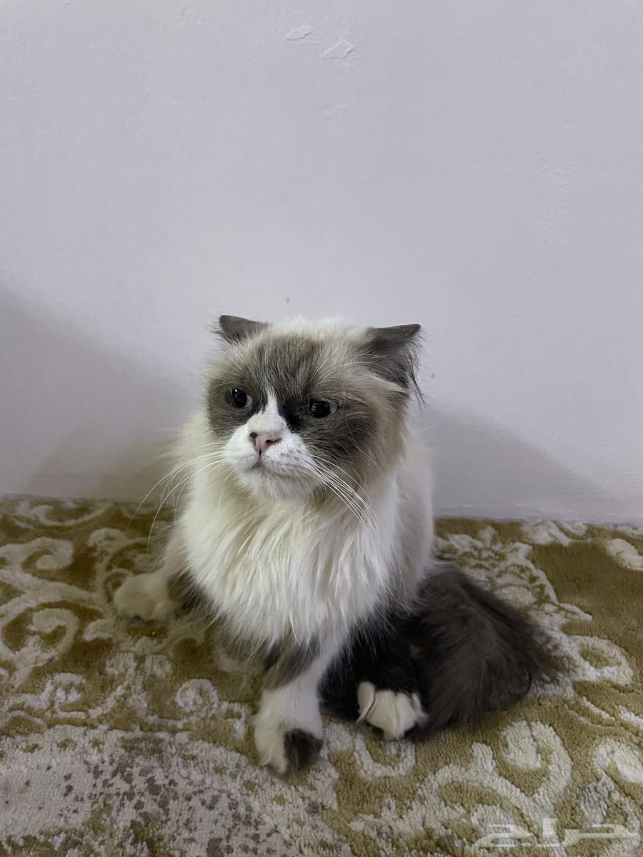 قطو للبيع64435596345345113