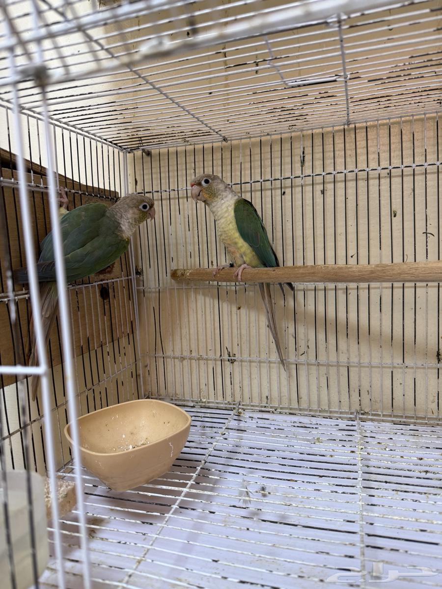 تم البيع64440968475522111