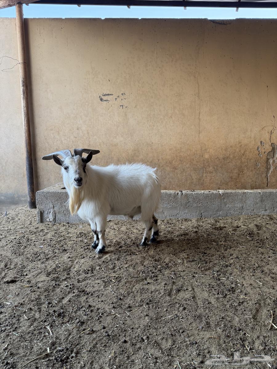 للبيع تييس قزمي64440819938049112