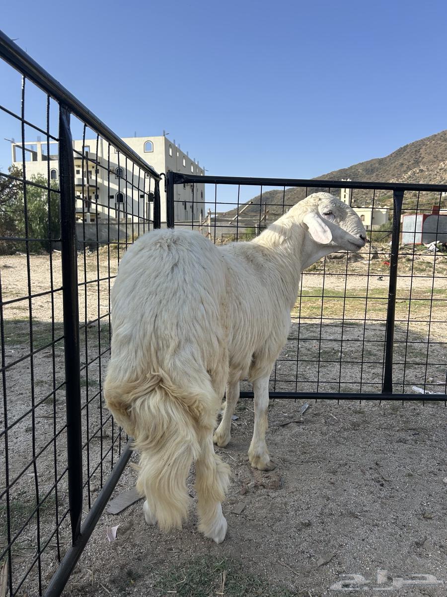 طلي فحل مشروط صحه وظراب جذع 10 اشهر64441185537025114