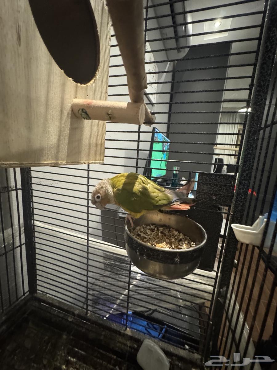 زوج كنيور اناناس رد فاكتوري و دره هولندي لاتينو مباع64439637131394110