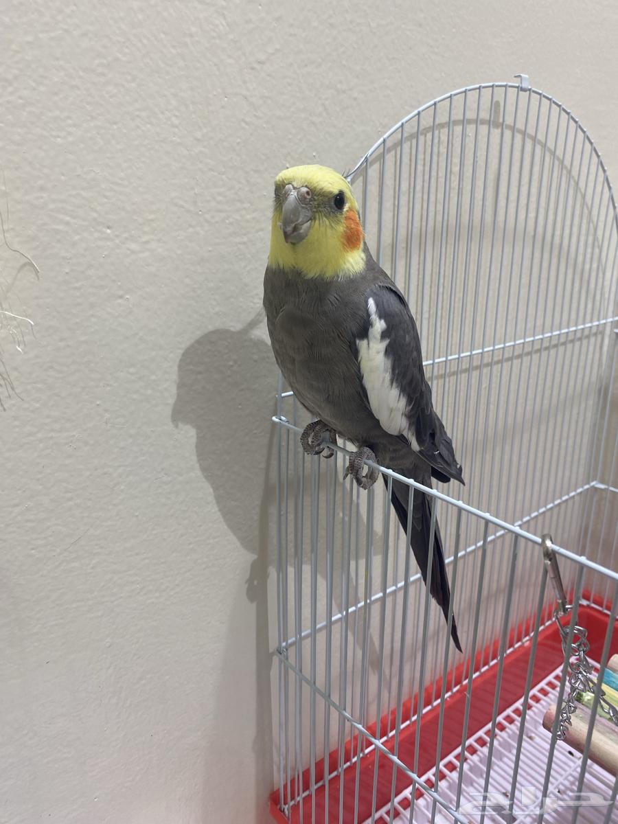 كراوان كوكتيل لطيف احب الاطفال64439226265731110