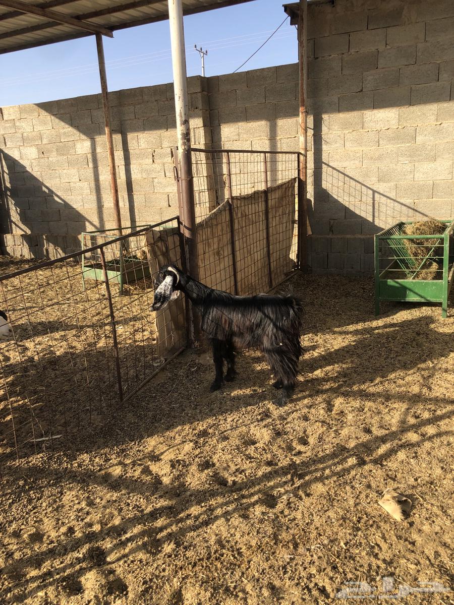 عنز جفرة ثنيه سمين وطيبه تم البيع64435054380291110