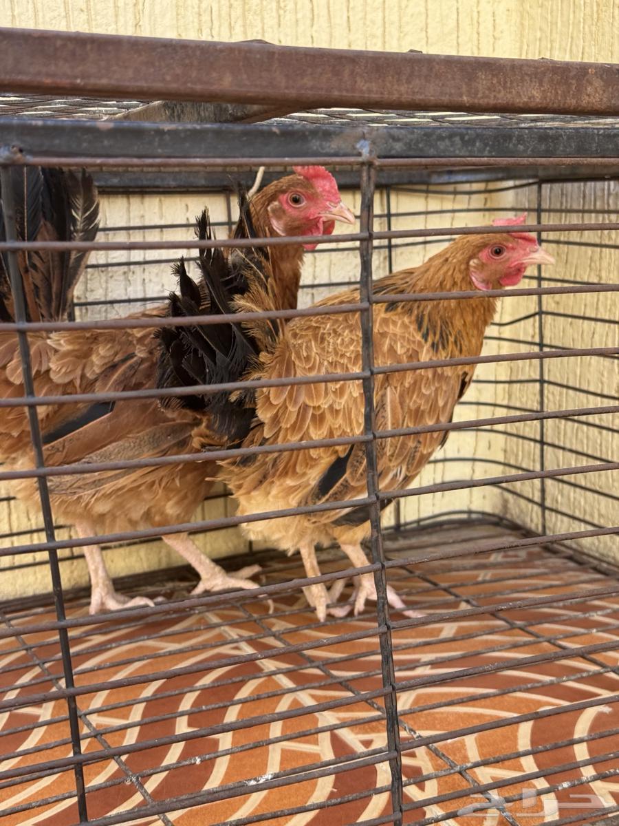 دجاج بلدي للبيع64441336535171112