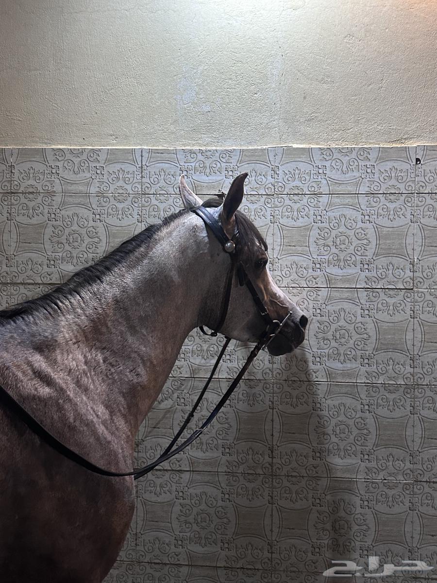 Horse, Egyptian purebred champion64441841780099112