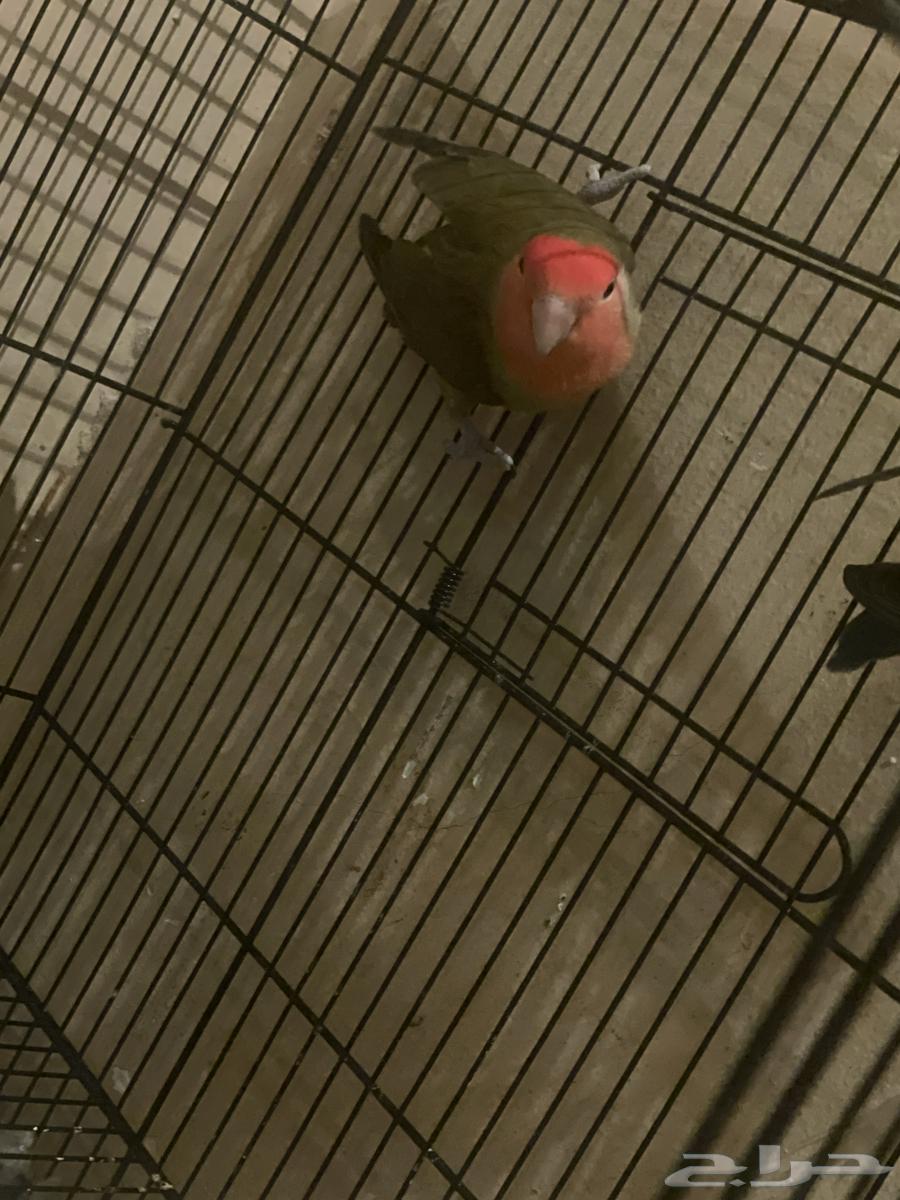 Pair (Male - Female)64441185513091112