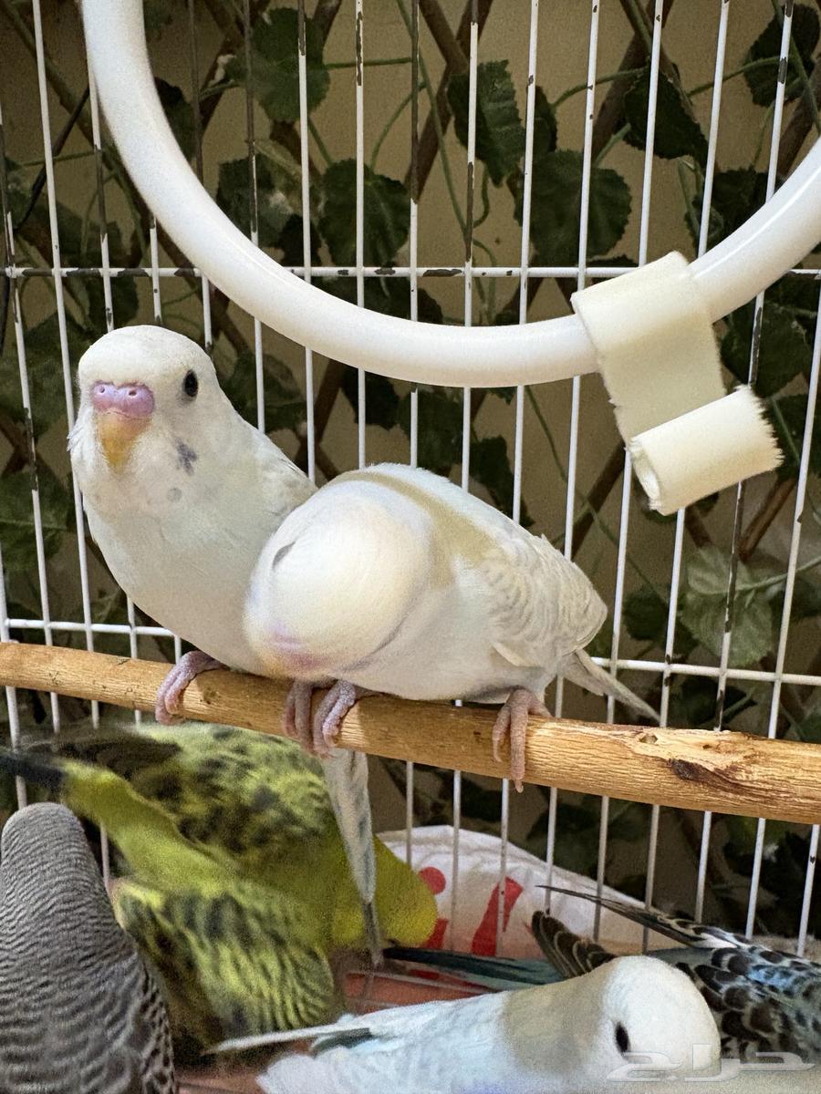 للبيع طيور الحب البادجي64435163792898114