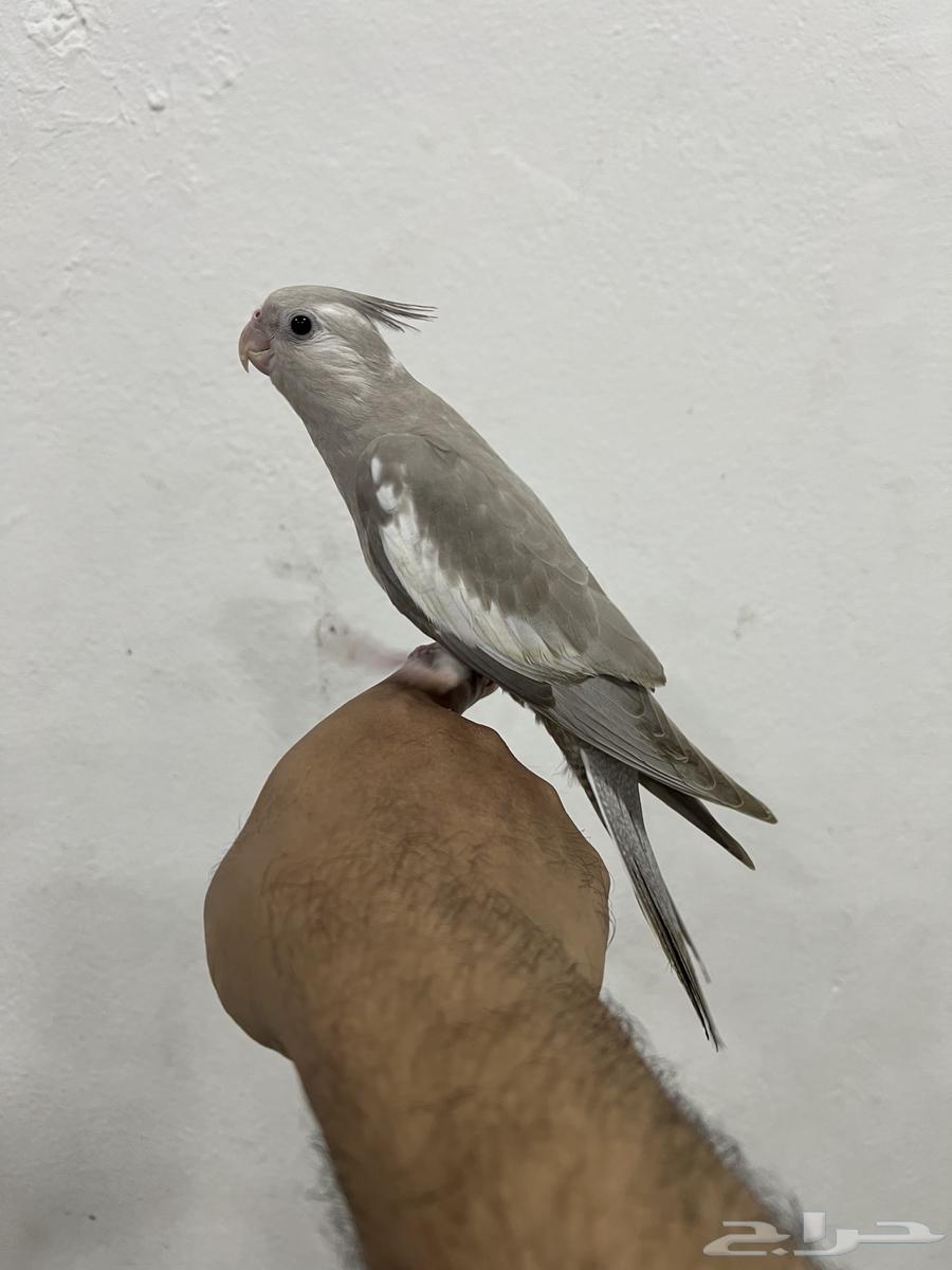 كوكتيل كروان تم البيع64436024775682110