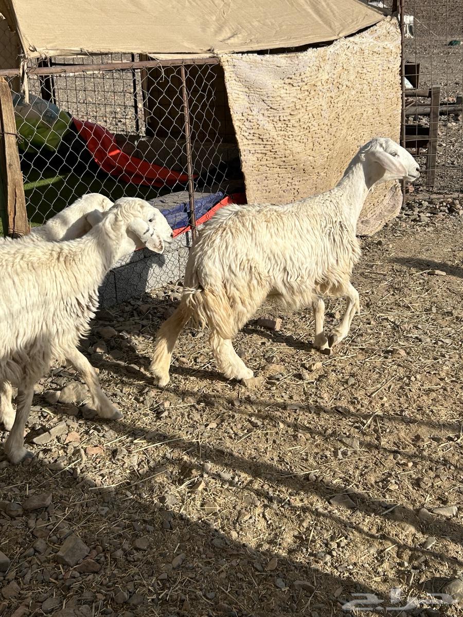 Rakhal Hurriyat has been sold64441650070914112