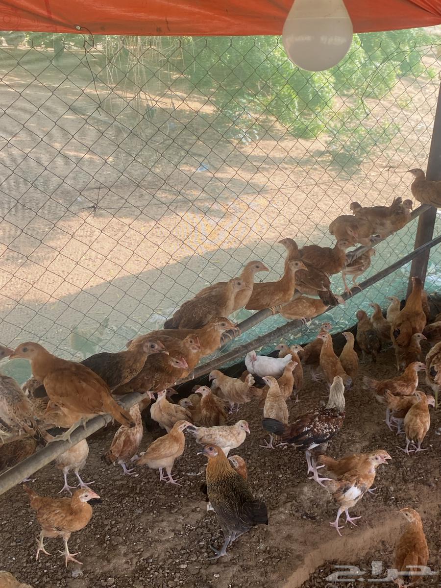 Hello and may the peace, mercy, and blessings of Allah be upon you. I am offering chickens aged one month and twenty days64435341038977114