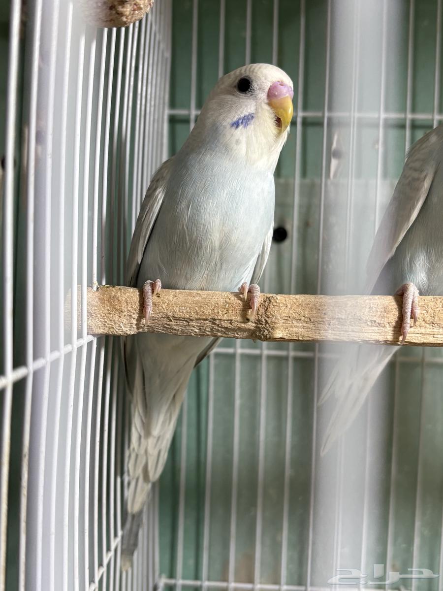 Love Birds for Sale64441910999810110