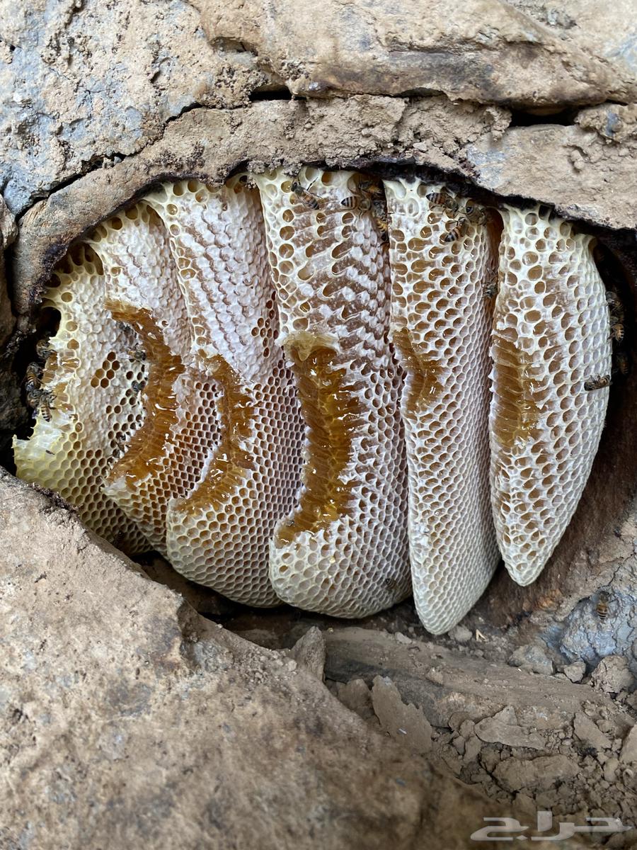 Honey from the Dhalaa region, guaranteed authentic and trustworthy64440819967491111