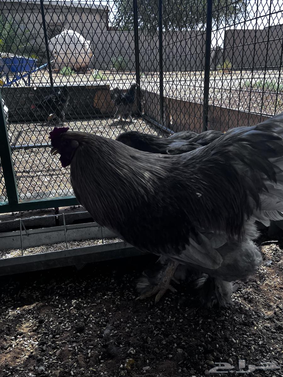 دجاج براهما للبيع64435026851073112