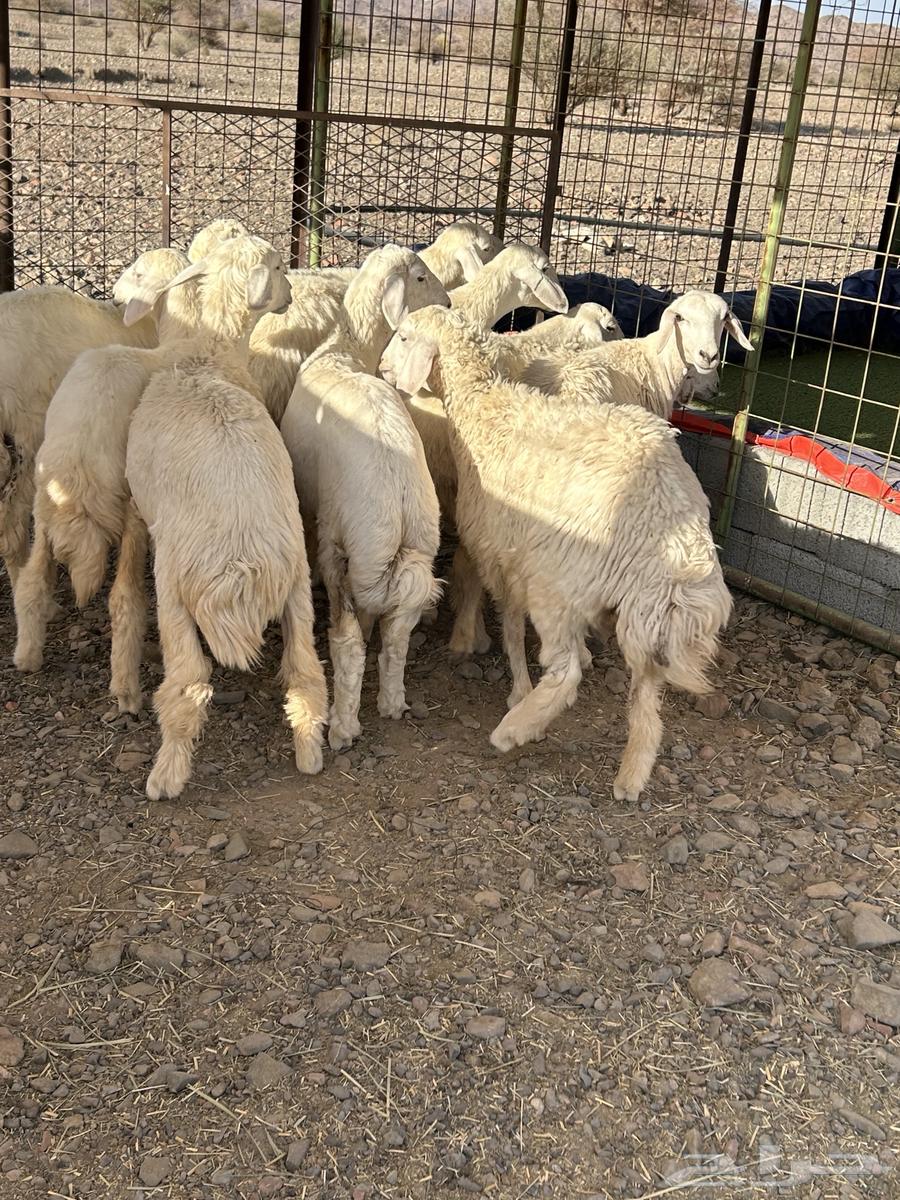 Rakhal Hurriyat has been sold64441650070914113