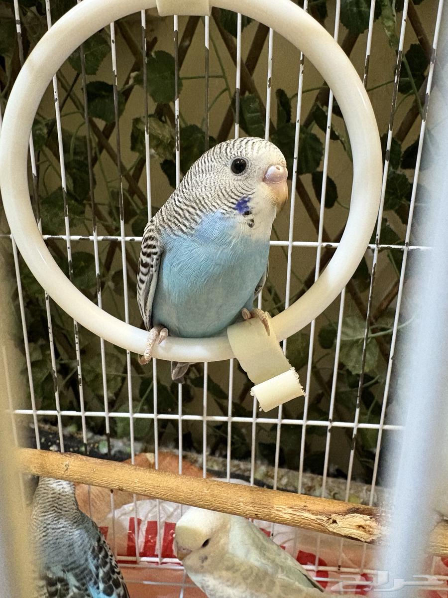 للبيع طيور الحب البادجي64435163792898110