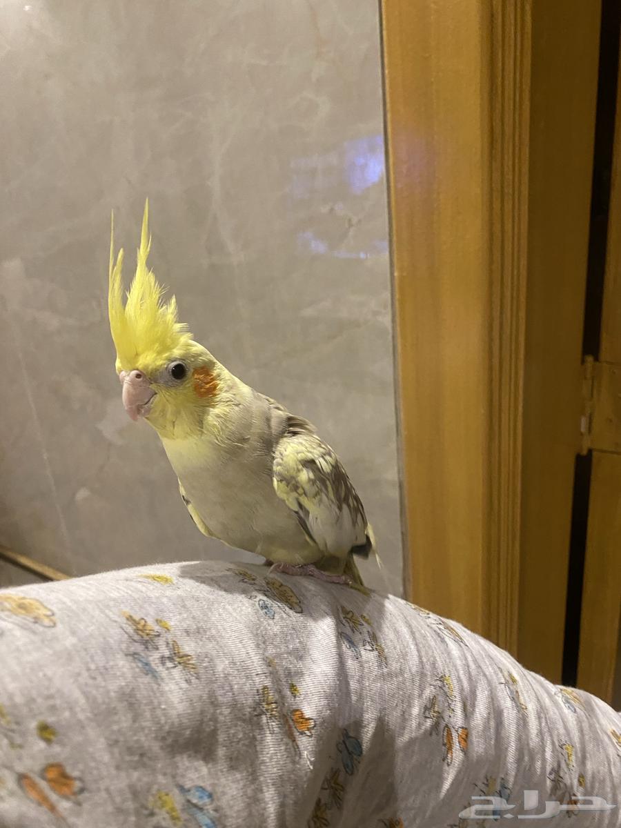 Birds64439774804483112