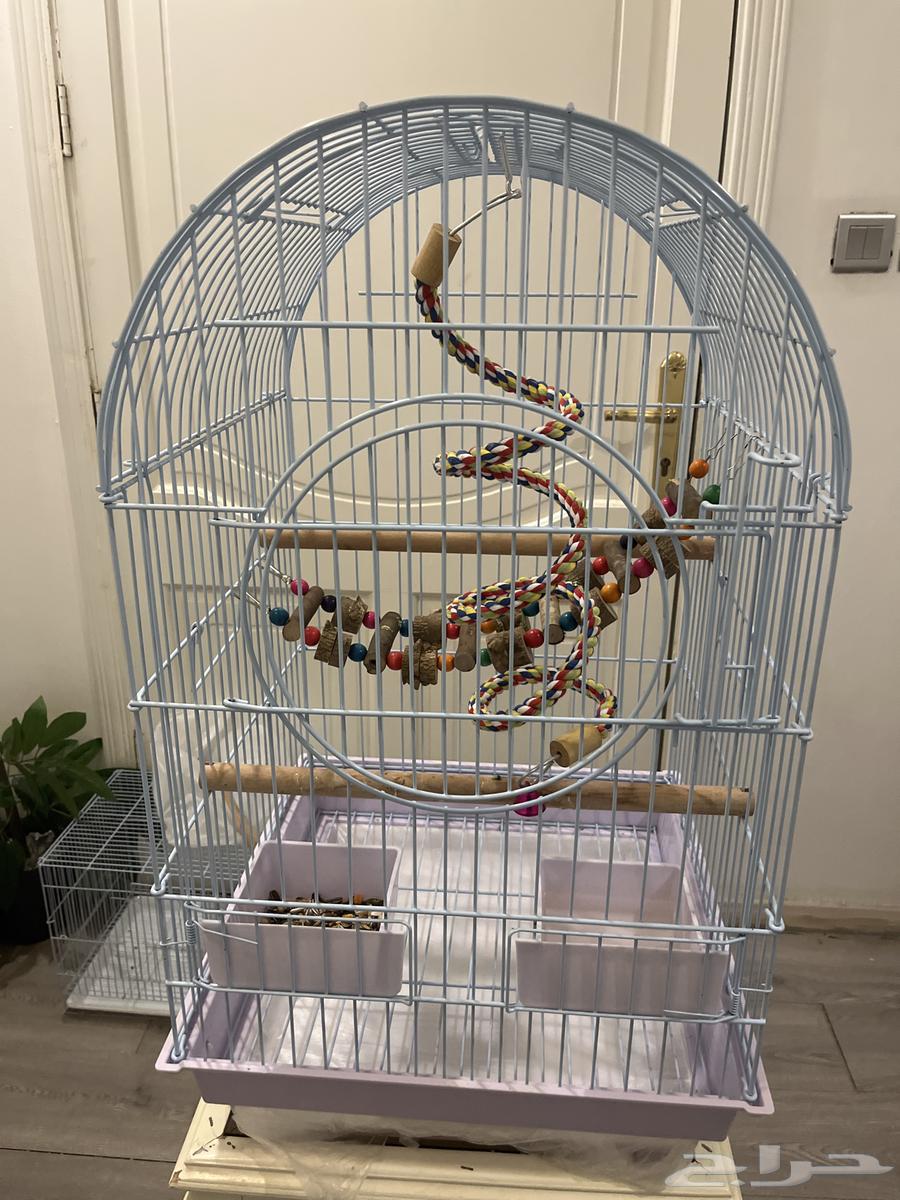 بغبغاء امازوني بلو فرنتد64441458545027114