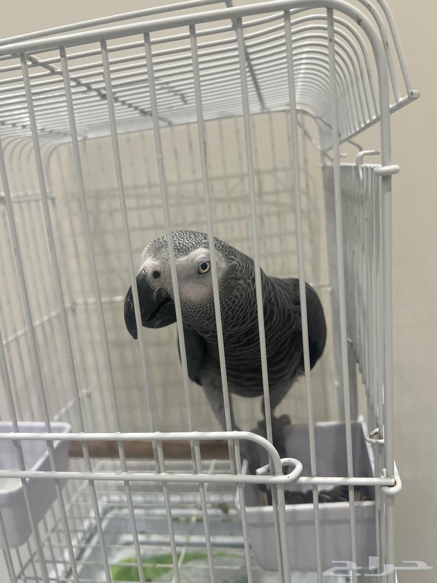 للبيع بغبغاء رمادي افريقي64438015597570110