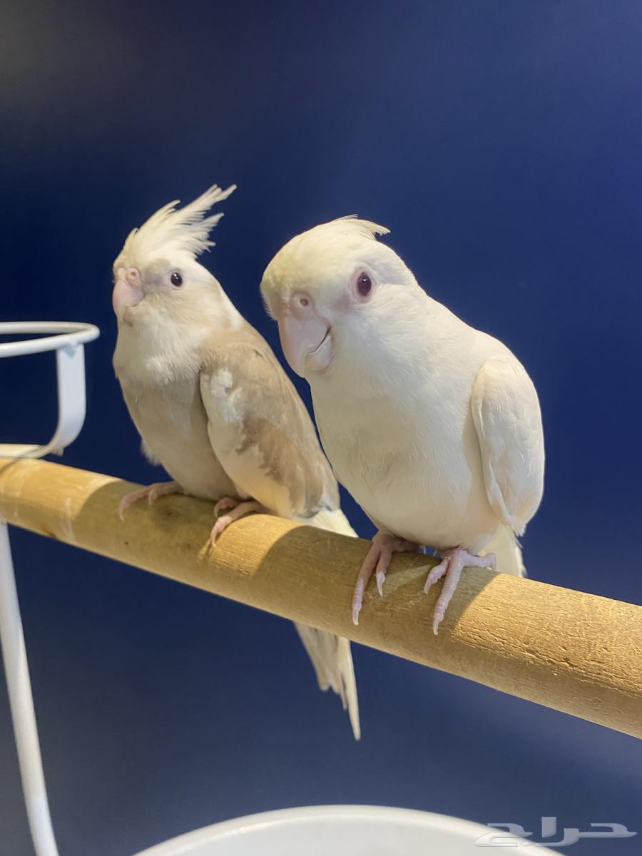 Pinno Crowns for Sale64442159168130112