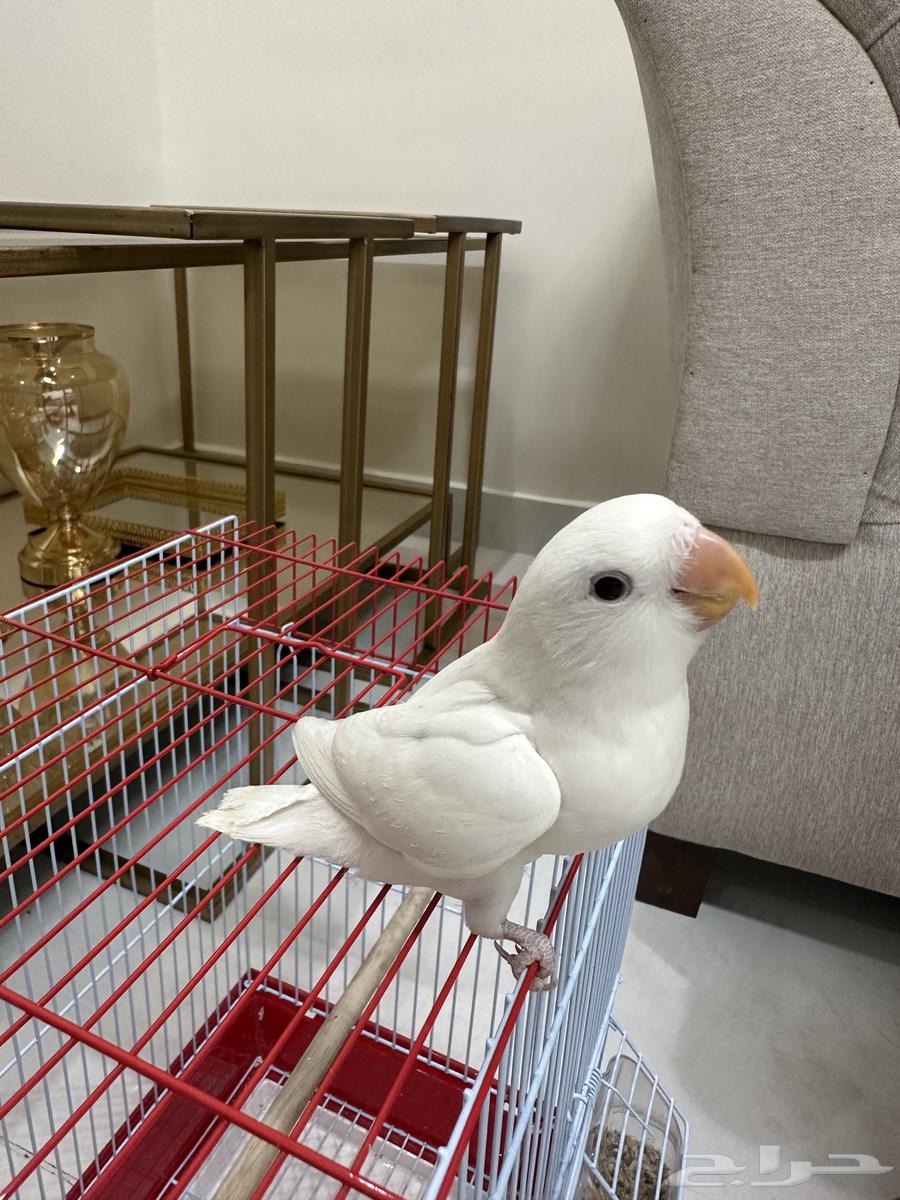 Rooster (Sold)64441759488898111