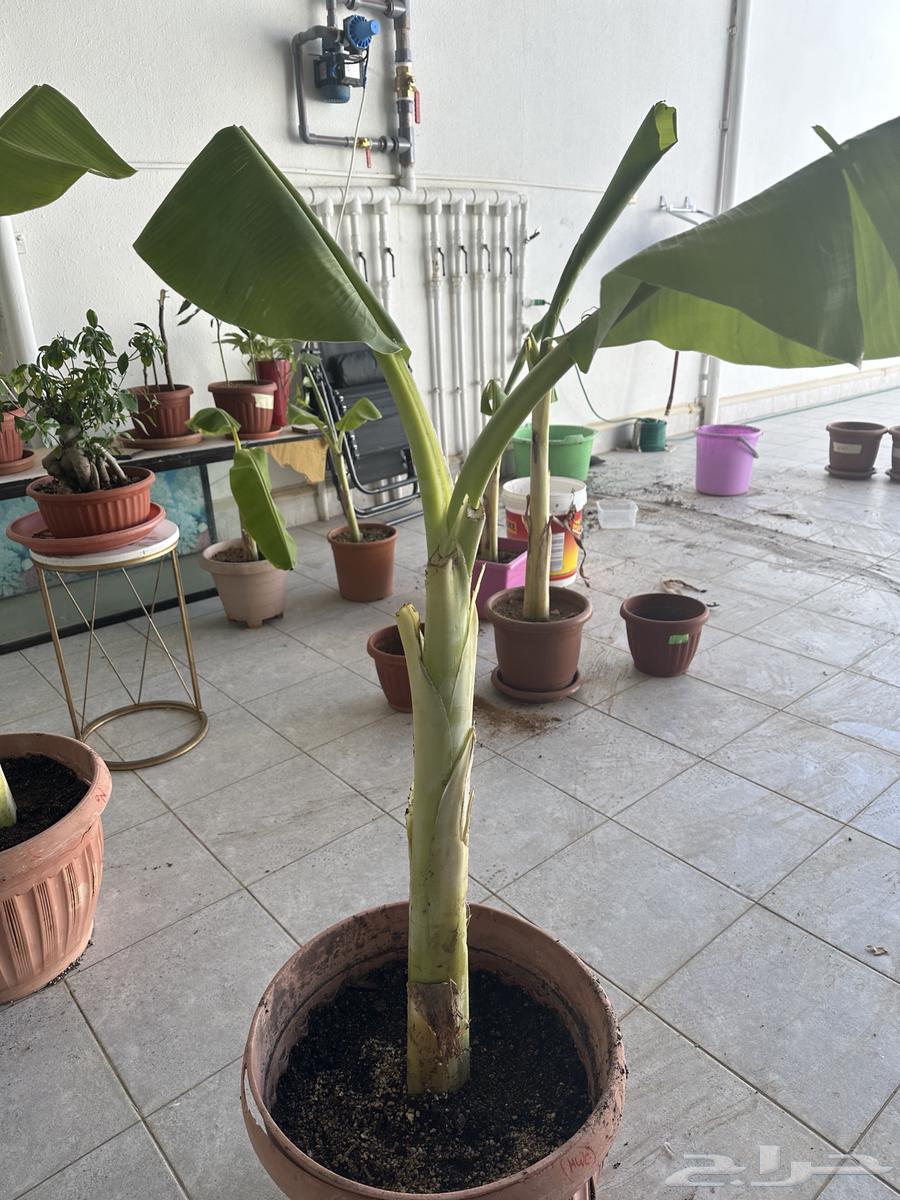 شتلات موز للبيع64437639106946114
