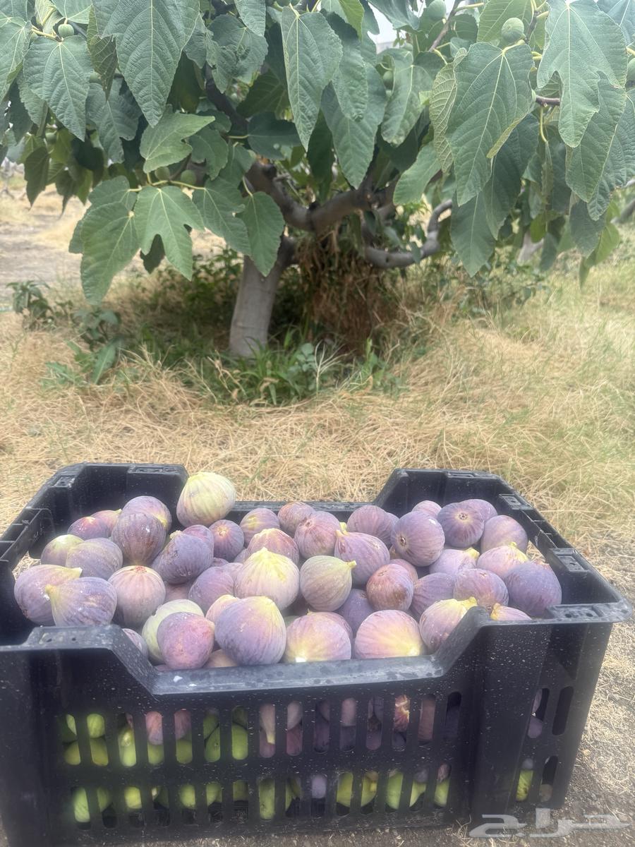 تين احمر خلف عسير مول64436869973251111