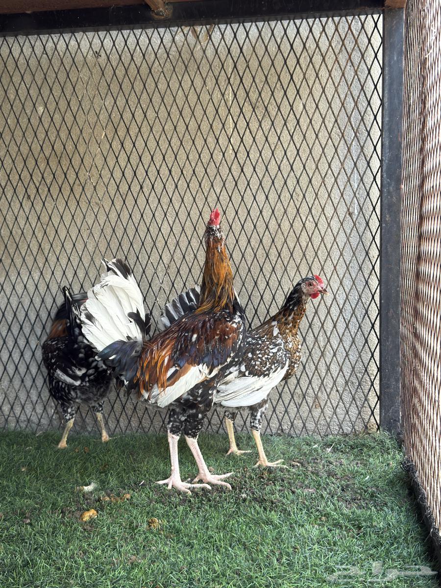 طقمين فواخر شبابي و ماكنتوش64439334248449114