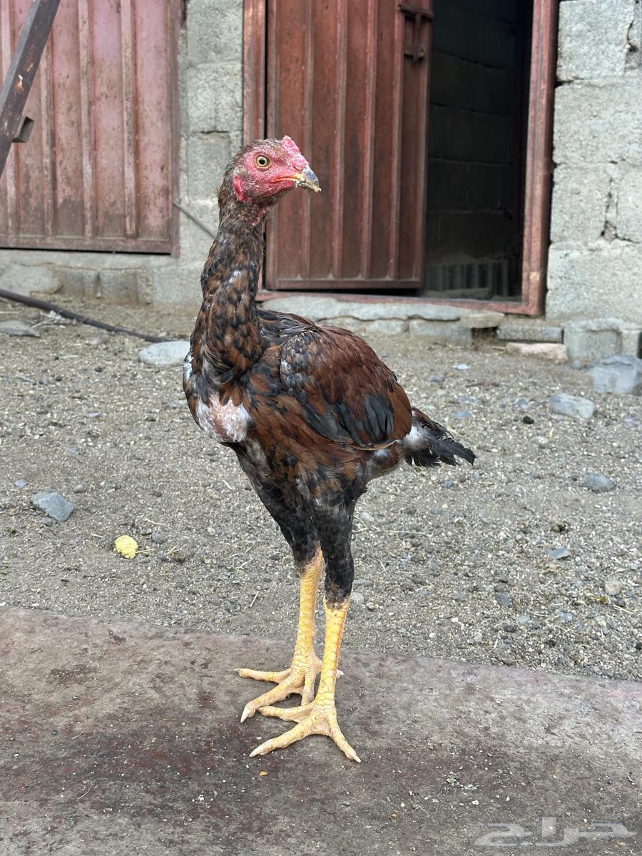 3 ديوك سندي64439023303810112