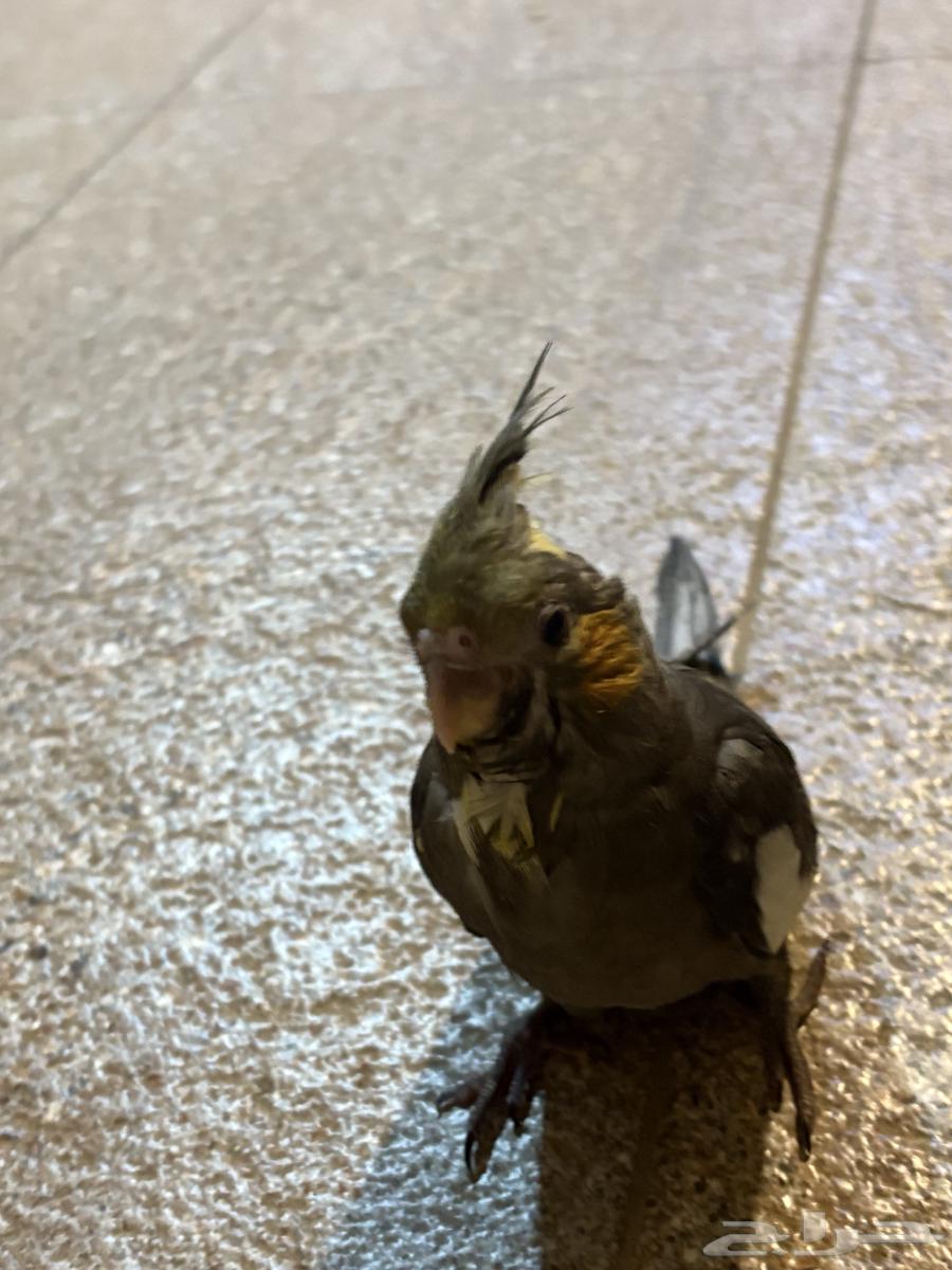 كراون للبيع64441253620611111