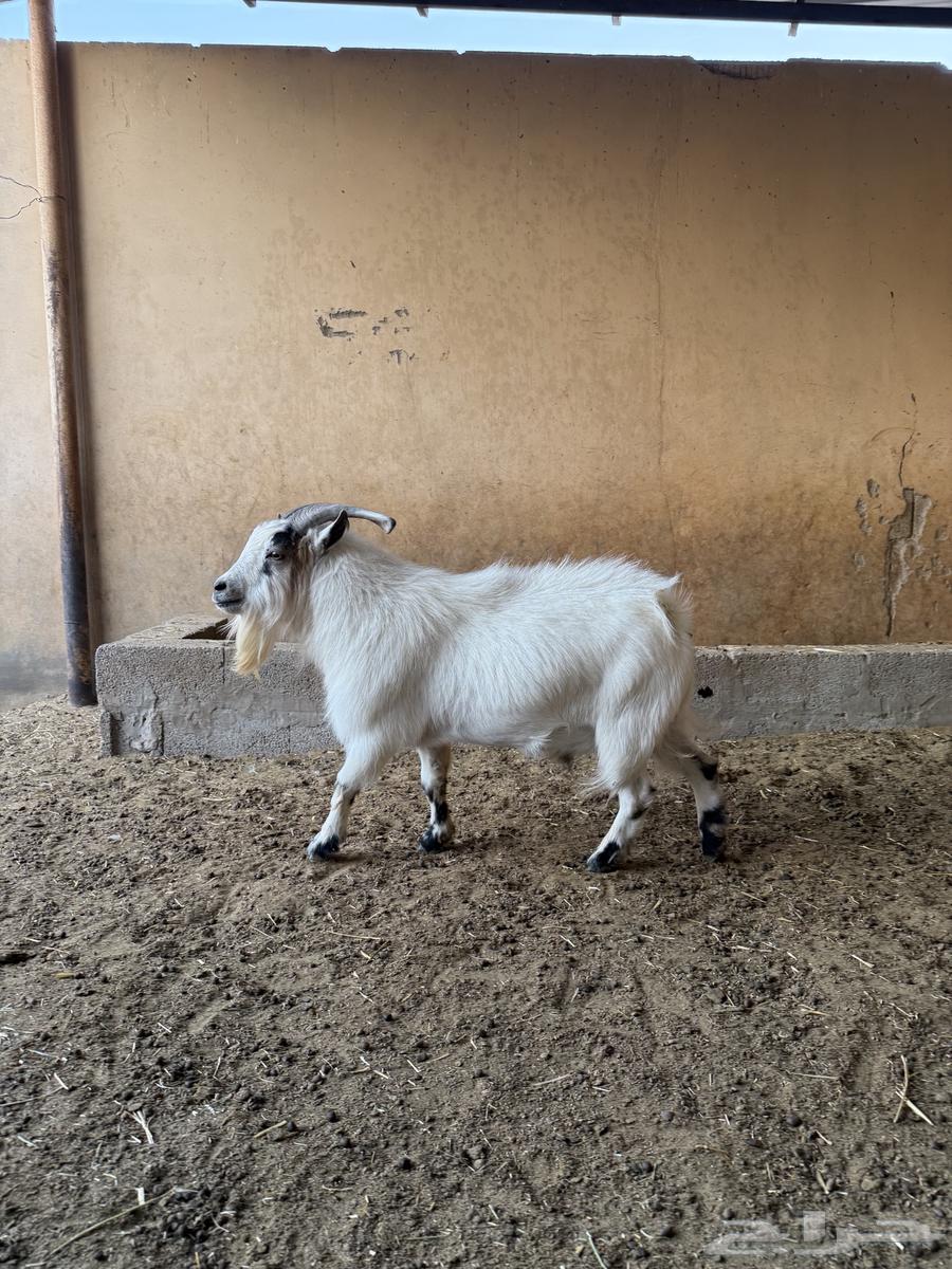 للبيع تييس قزمي64440819938049114