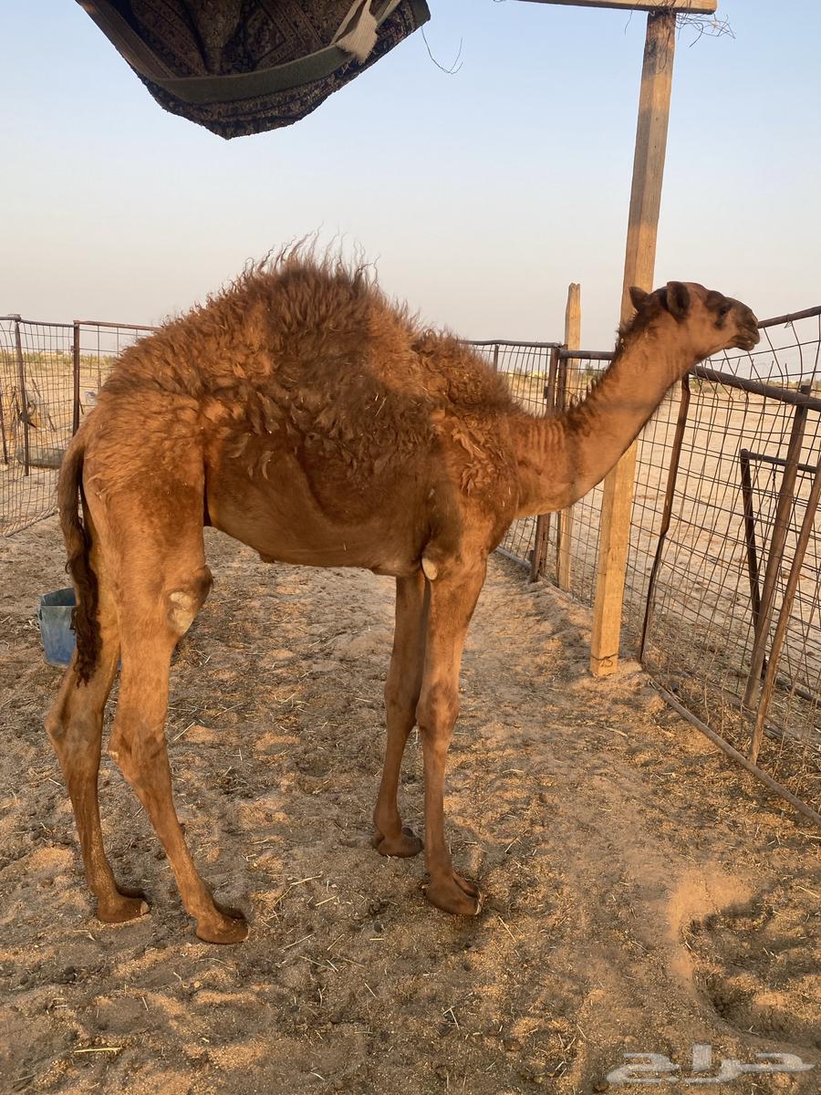 قعود للبيع64439051133697110