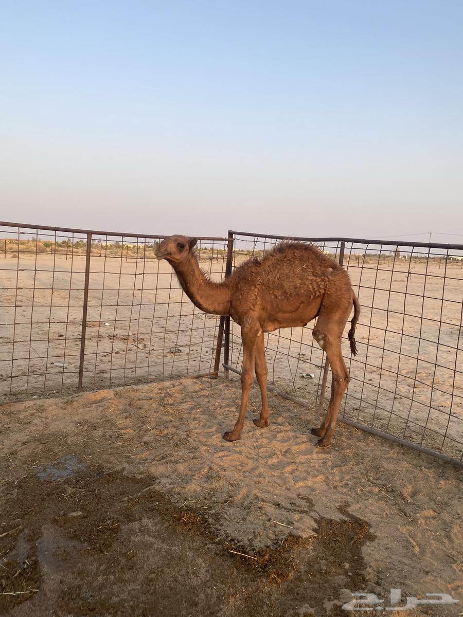 قعود للبيع64439051133697114