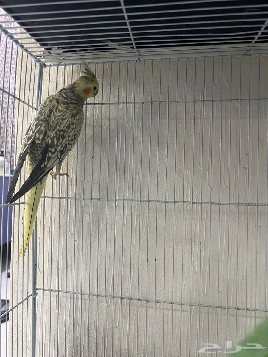 كروان للبيع64438525131393112