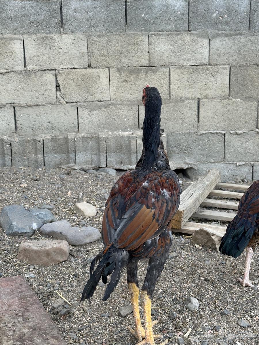 3 ديوك سندي64439023303810111