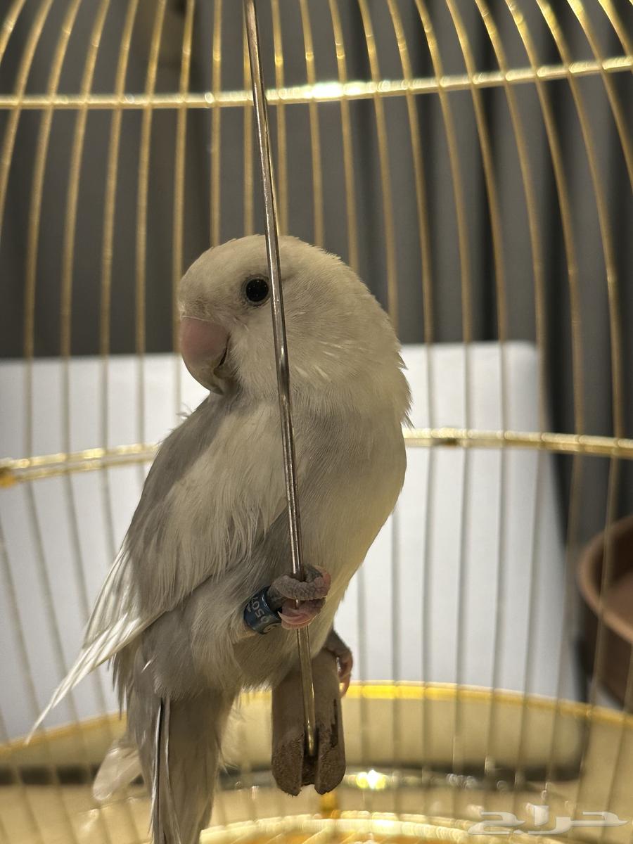 طير روز (لون نادر جدا )64434128162946110