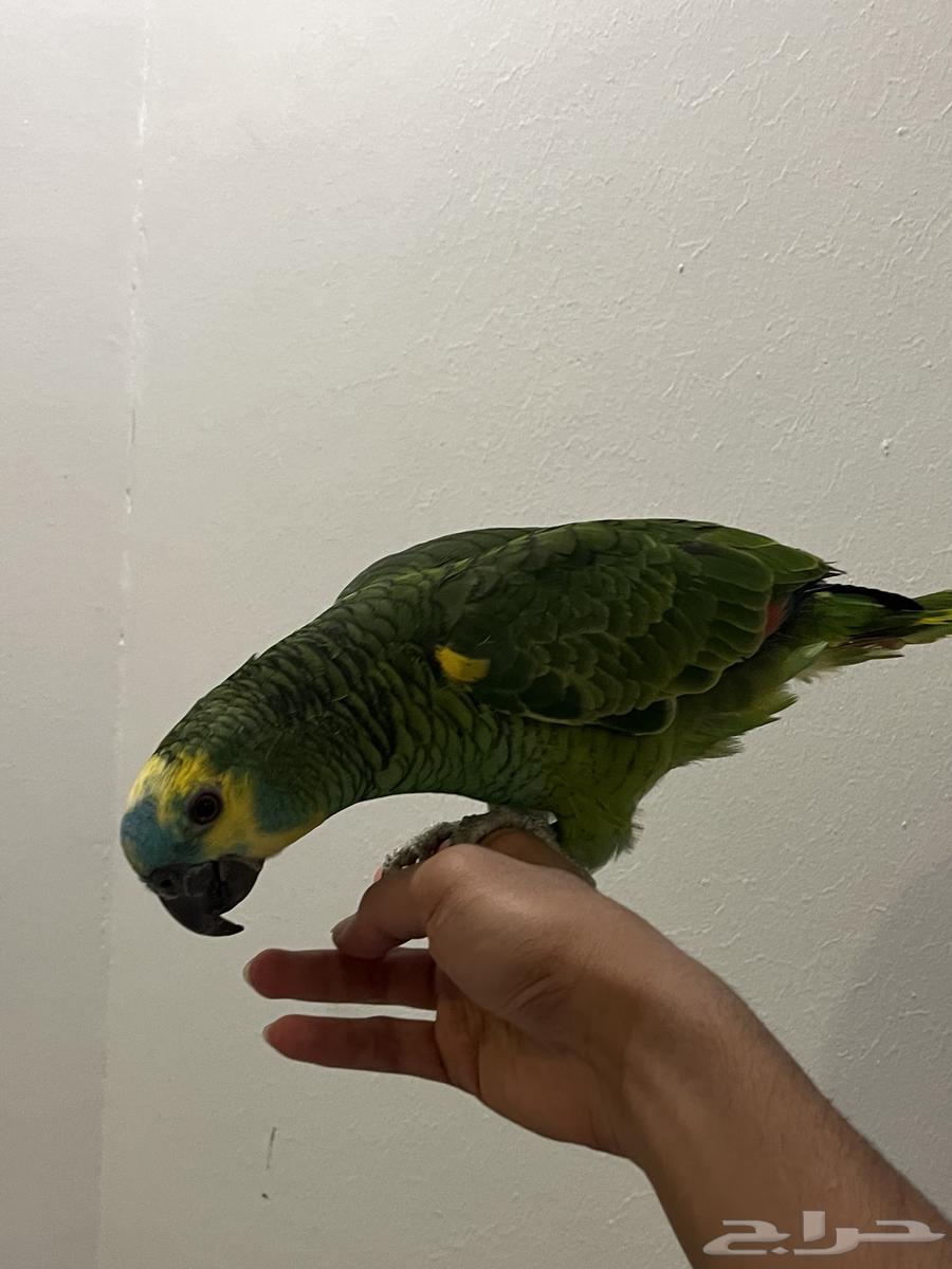 بغبغاء امازوني بلو فرنتد64441458545027110