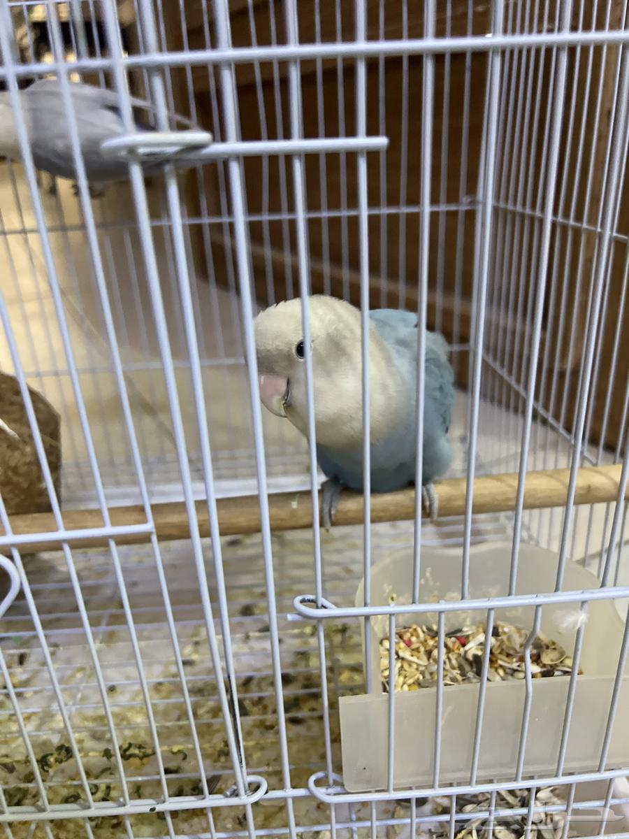 اتوقع انهم جوز روز للبيع ب 25064436964239234110