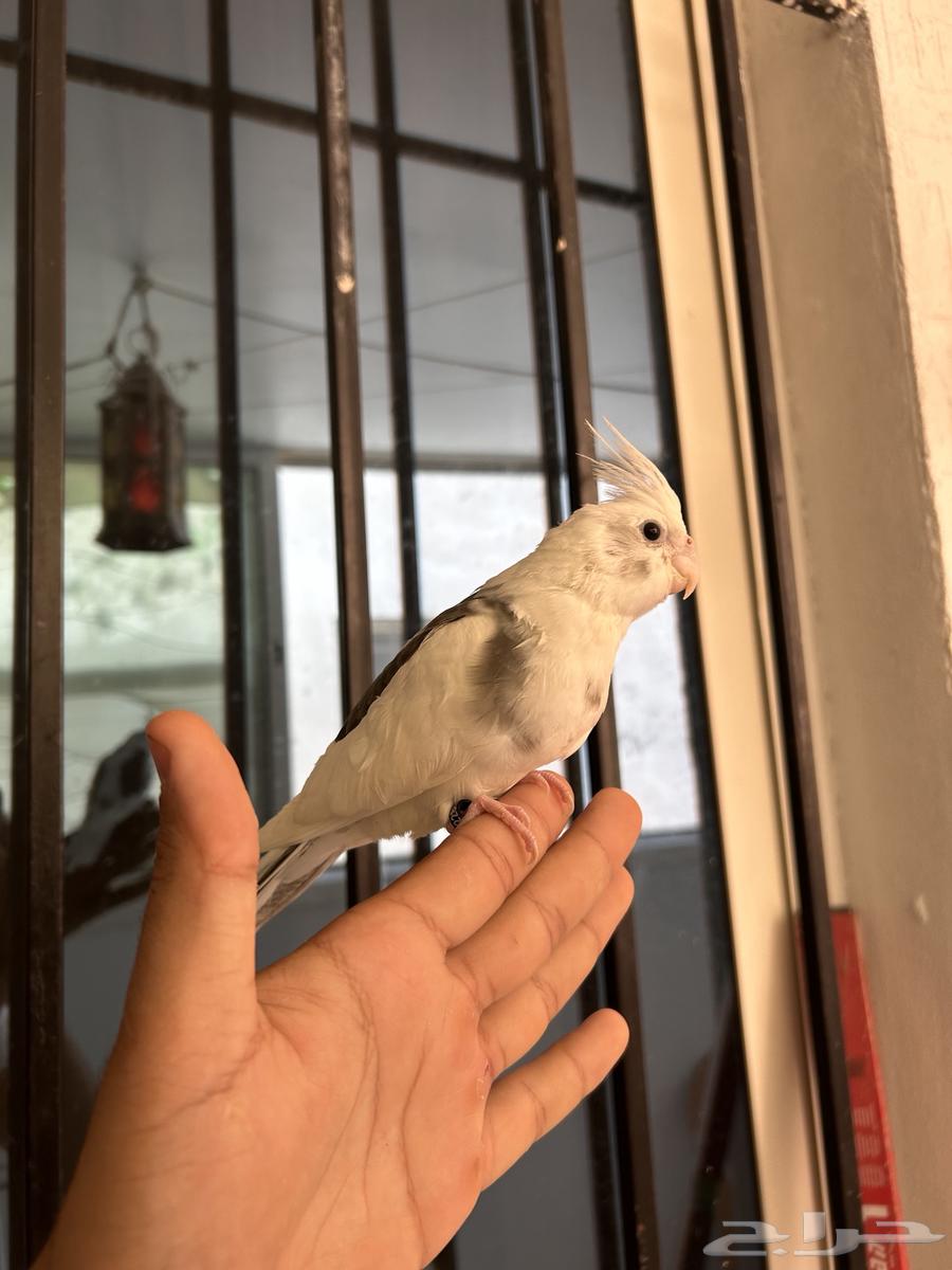 Farkh Crowan Half Bead, affectionate, starting threat and seed cracking64436159470978114