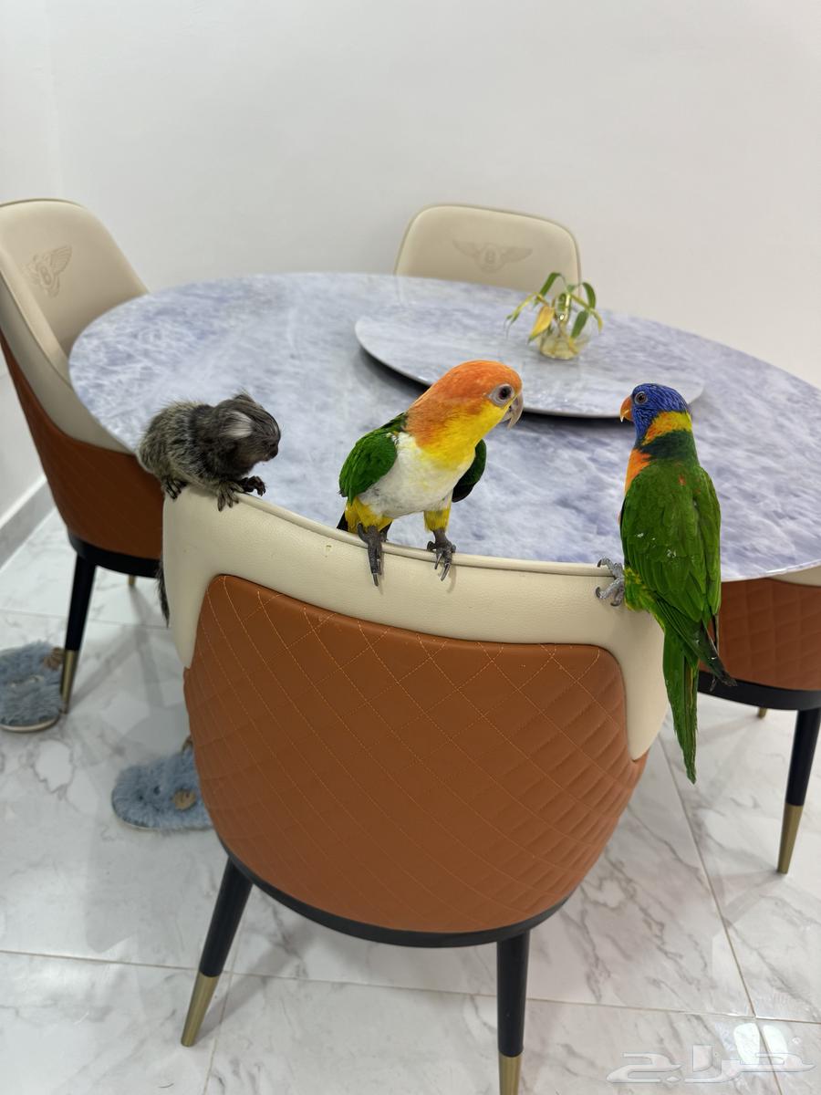 كايك وايت بلي ولوري64433899660546110