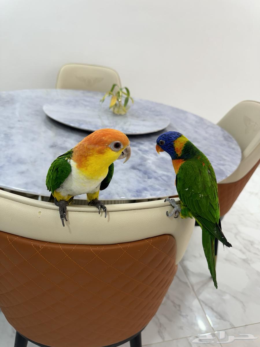 كايك وايت بلي ولوري64433899660546111