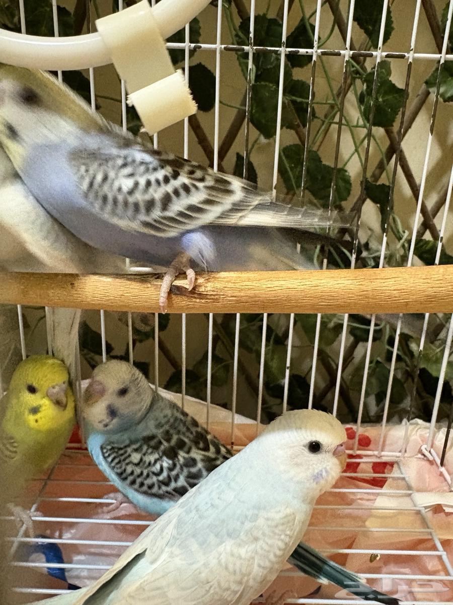 للبيع طيور الحب البادجي64435163792898113