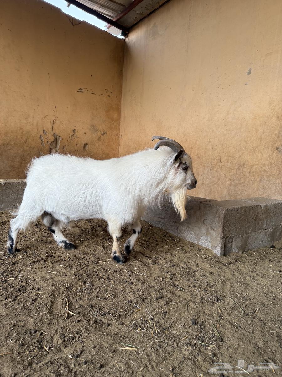 للبيع تييس قزمي64440819938049110