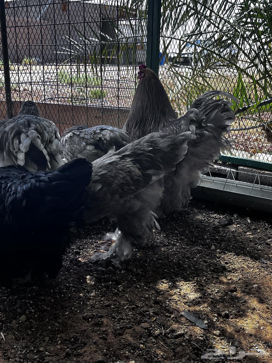 دجاج براهما للبيع64435026851073113