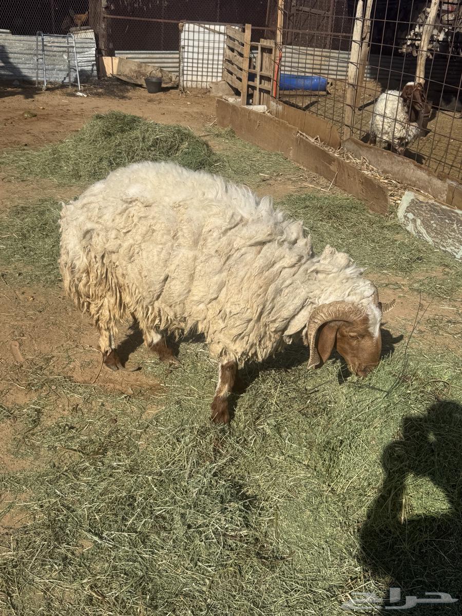 خروف نعيمي للبيع64435450119938110