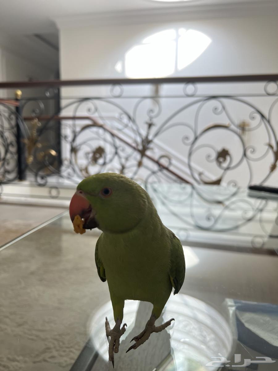 بيع درة عمره من 5 الى 6 شهور64437584863747112