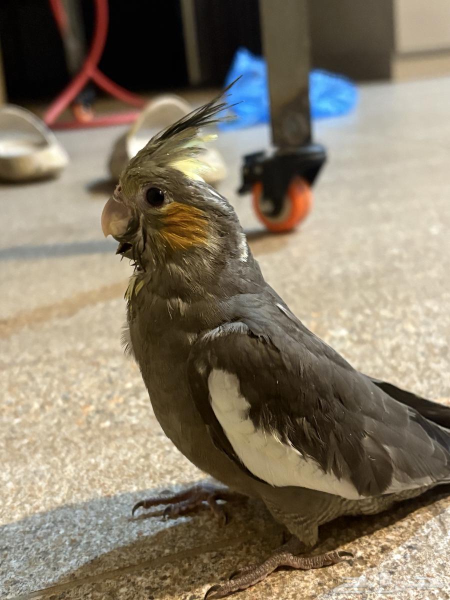 كراون للبيع64441253620611112