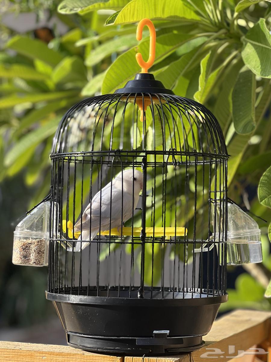 للبيع قفص طيور استخدام اقل من شهر  نشارة  سيريلاك للطيور64434727830274110